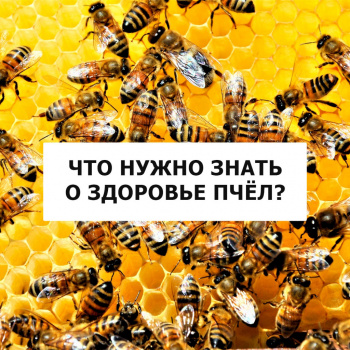 Что нужно знать о здоровье пчел