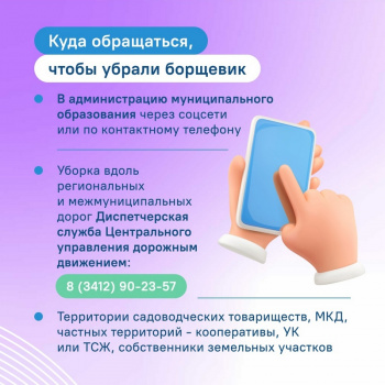 Борщевик Сосновского